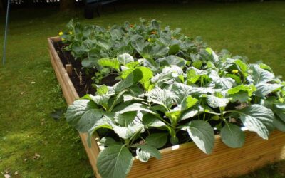 Tenants are given chance to grow green